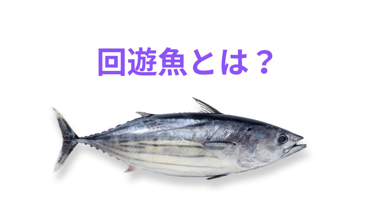 回遊魚の定義のご説明。釣太郎