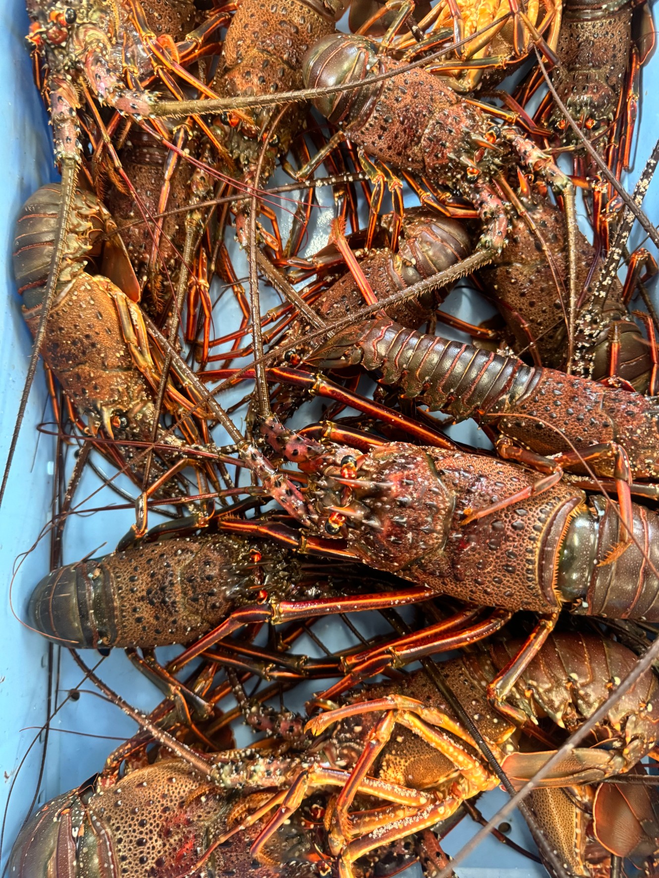 寒さに強いイセエビだが、暑さに弱い。この理由説明。釣太郎