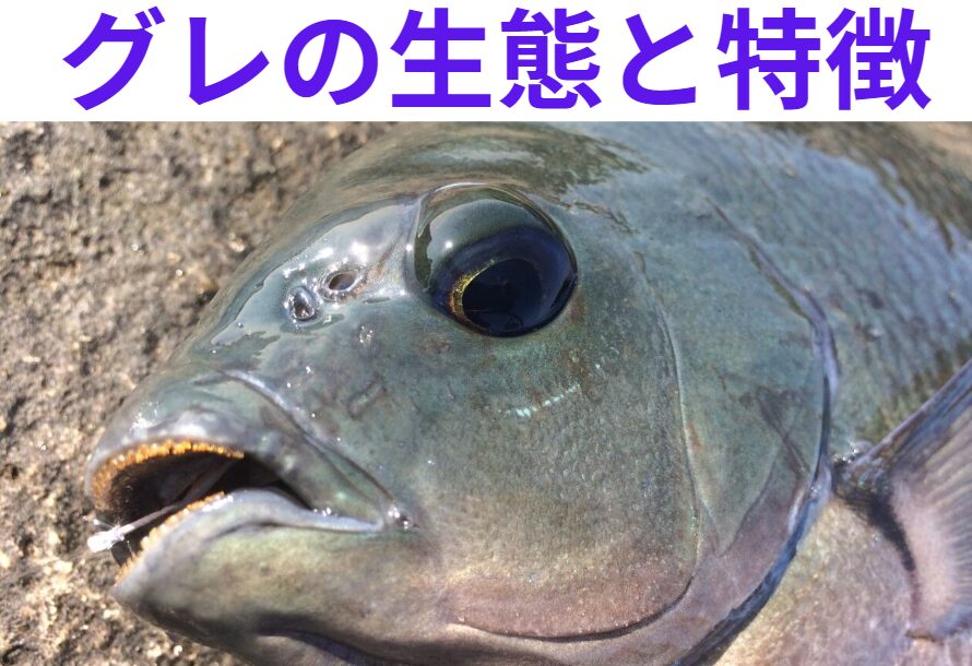 グレ（メジナ）の生態と特徴説明。釣太郎