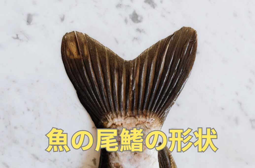 魚の尾鰭には形状についてのご説明。釣太郎