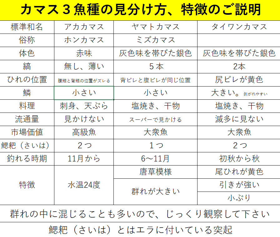 ややこしいカマスの見分け方説明。アカカマス、タイワンカマス、ヤマトカマスが、これではっきりわかります。釣太郎