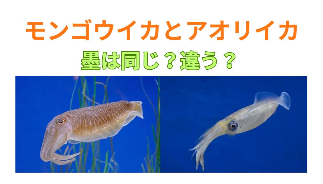 アオリイカとモンゴウイカ、墨について違いを詳しく説明します。釣太郎