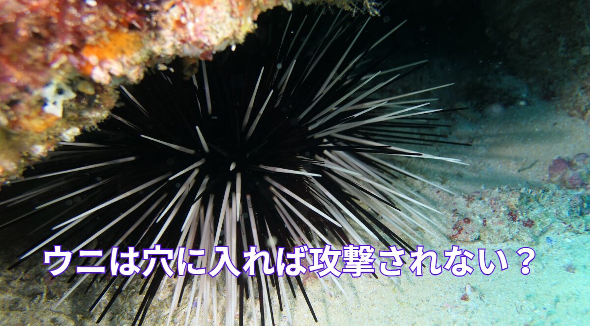 ウニは穴に入って居れば、敵に攻撃されることはない？釣太郎