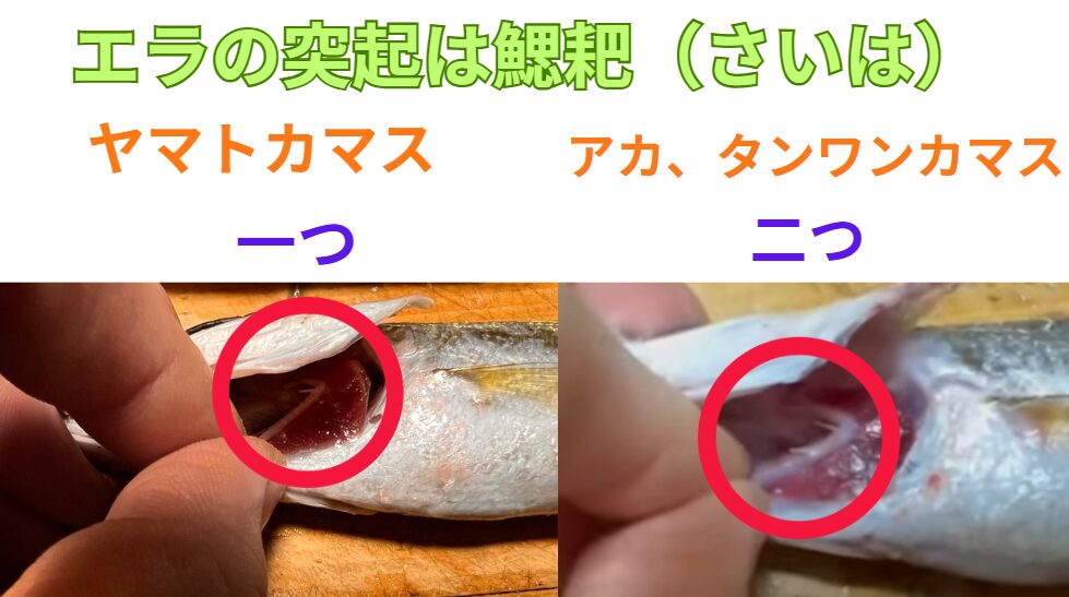 鰓耙（さいは）がひとつはヤマトカマス、二つならタイワンカマスかアカカマス。釣太郎の魚種見分け方紹介。