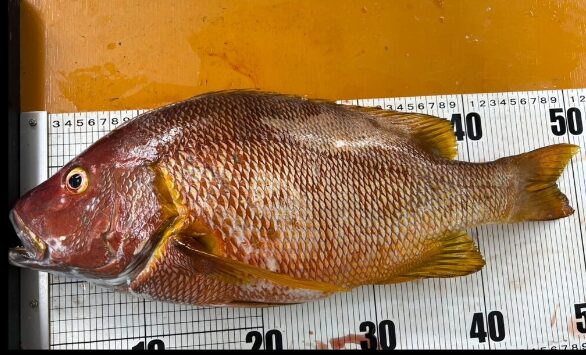 フエダイ（シブダイ）釣るなら和歌山南紀へ。釣太郎