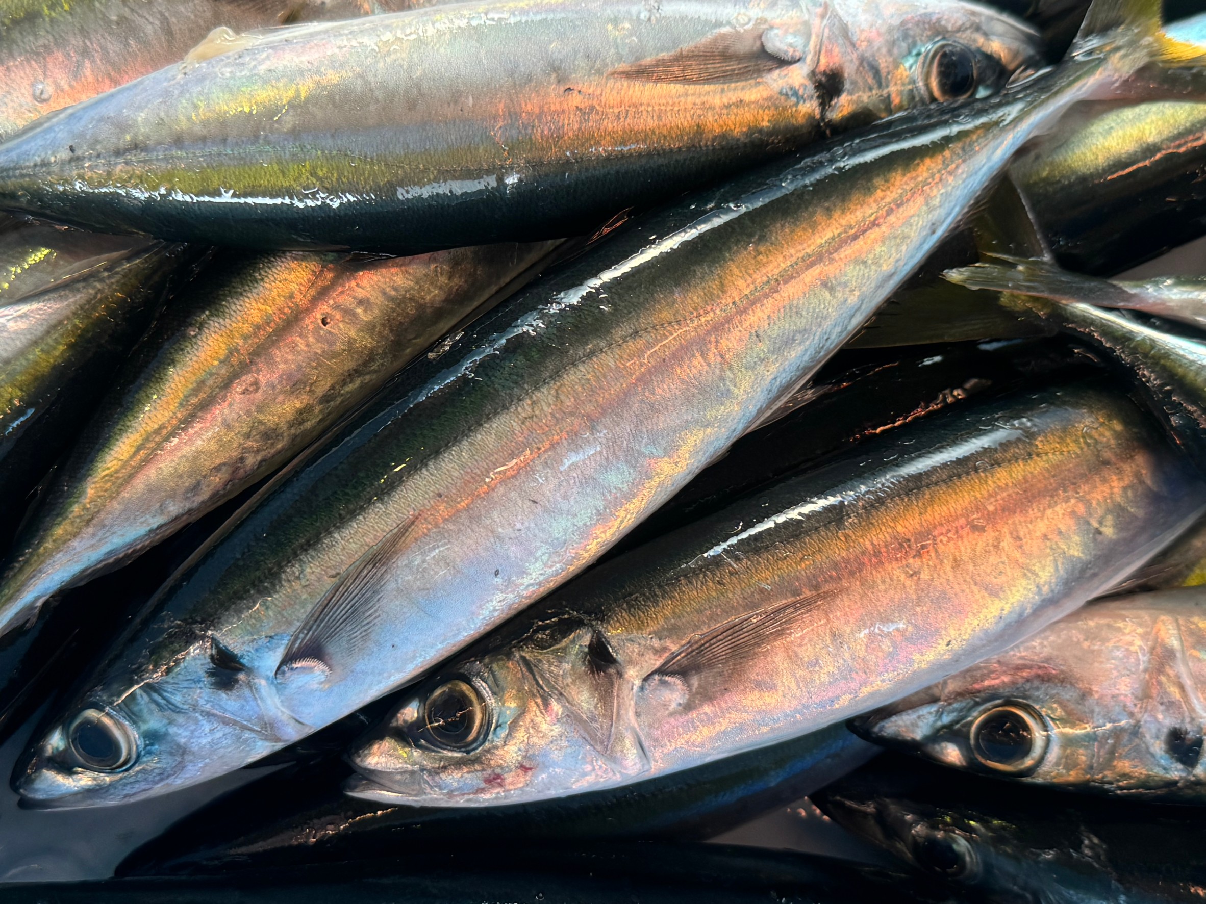 流通量は少ないが、大型で金色ラインが入っていれば、極上魚で激旨なムロアジ。釣太郎