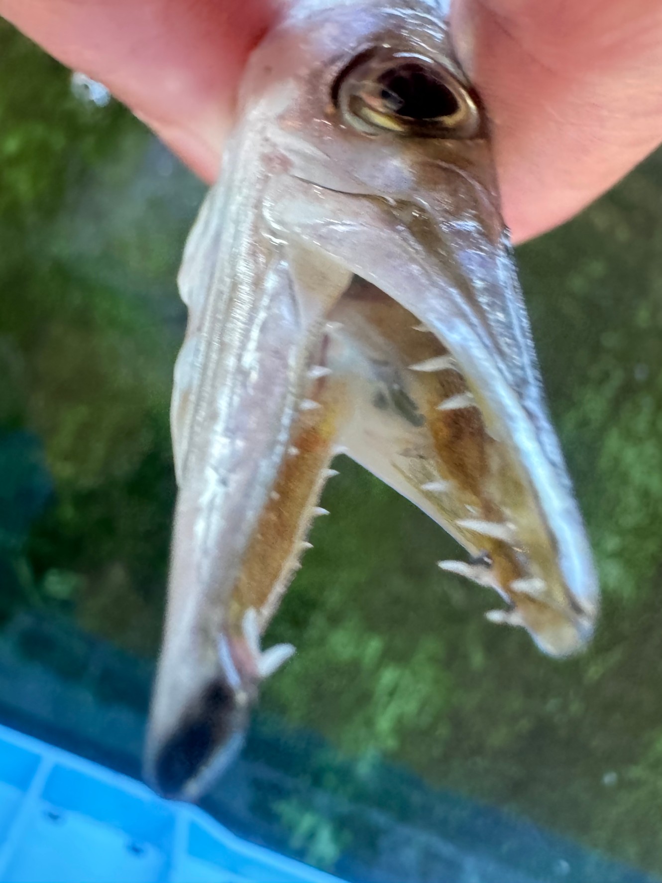 カマスの歯は捕食用に進化したものです。釣太郎