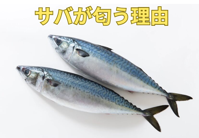 サバ特有の臭いは何?どうして匂う?釣太郎