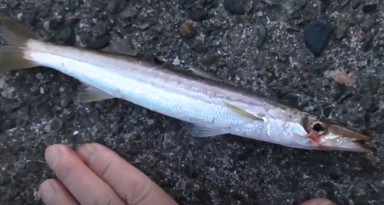 カマスは時速40から50キロの速さで泳ぐ頃ができます。釣太郎