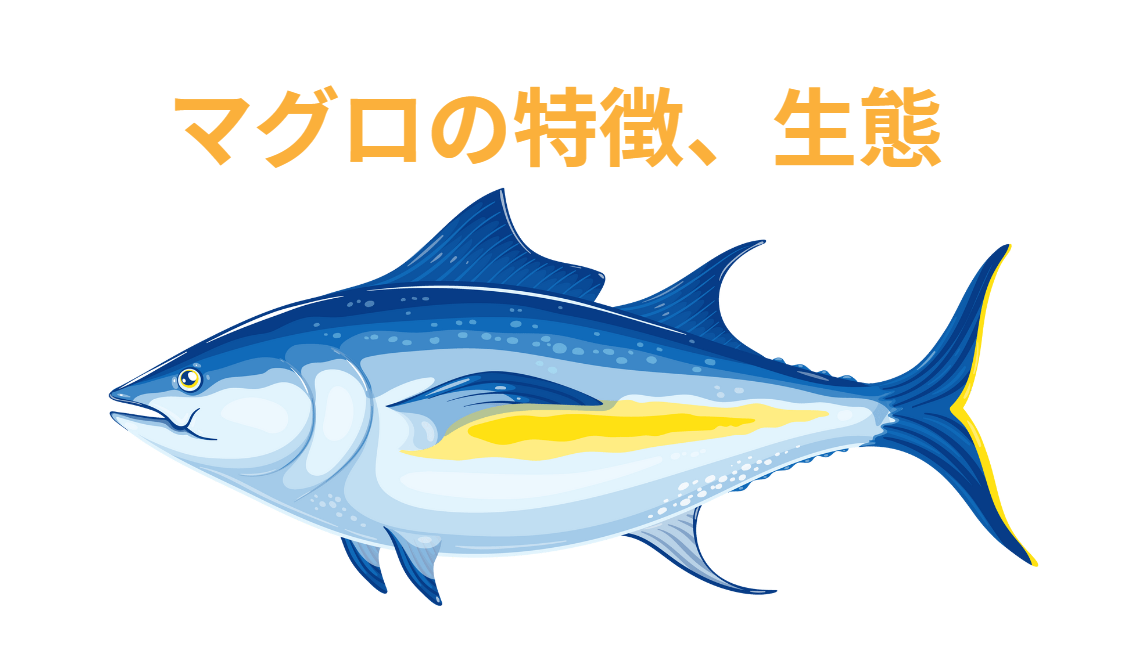 マグロの特徴、生態のご説明。釣太郎