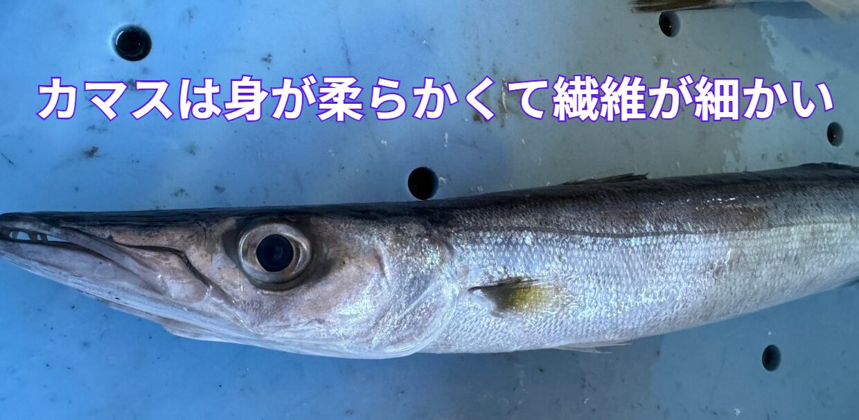 カマスは身が柔らかくて繊維が細かい。この理由説明。釣太郎