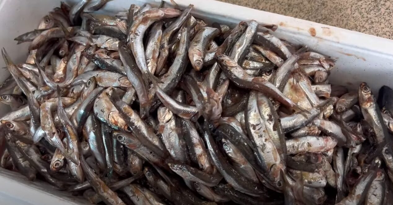 イワシブロック4㌔予約解凍できます。週末の売れ筋商品。スルスルスルルー釣り用マキエサ。釣太郎