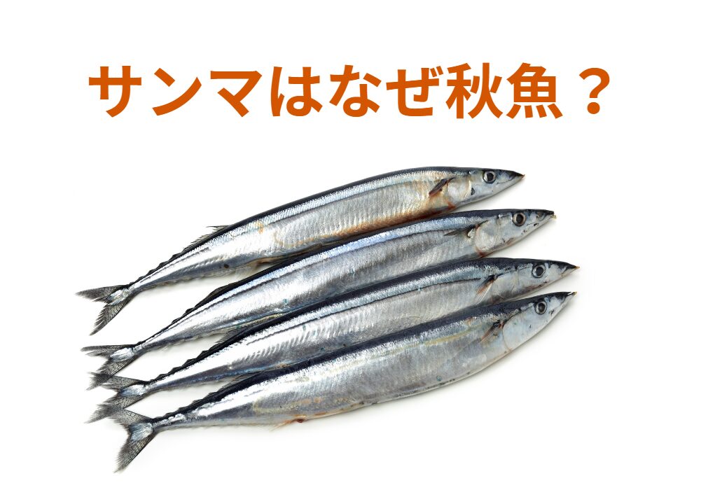 サンマが秋魚と言われる理由説明。釣太郎