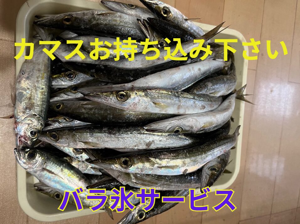 カマスの釣果、持込お待ちしております。バラ氷サービス。お気軽にご利用ください。釣太郎
