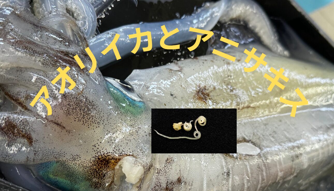 寄生虫アニサキスは、アオリイカにはどれくらいの確立で存在する?釣太郎