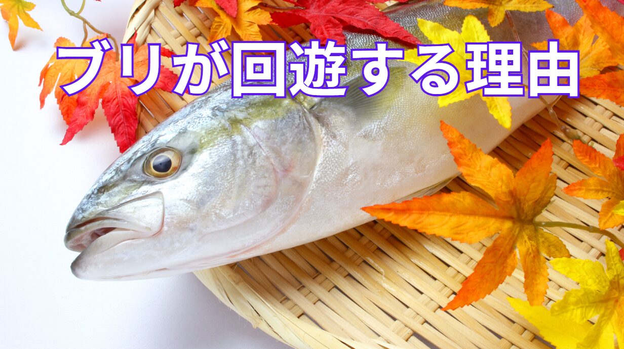 ブリは回遊魚の代表格。そもそもどうして回遊するのか?1日どれくらい泳ぐ?時速何キロくらい?釣太郎