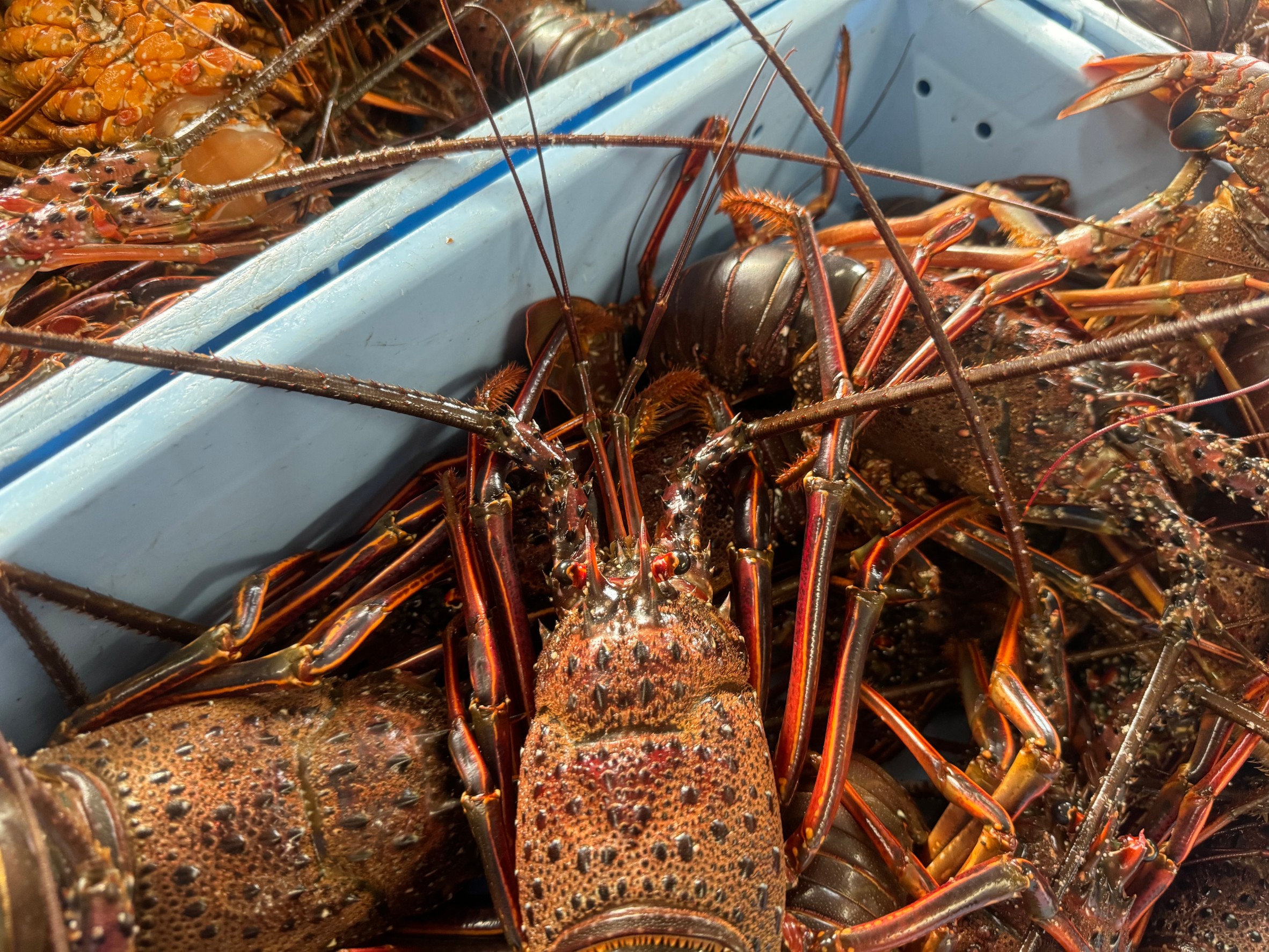 伊勢海老は角(ヒゲ)が長寿に例えられ、縁起が良いとされています。折れると商品価値が落ちます。釣太郎