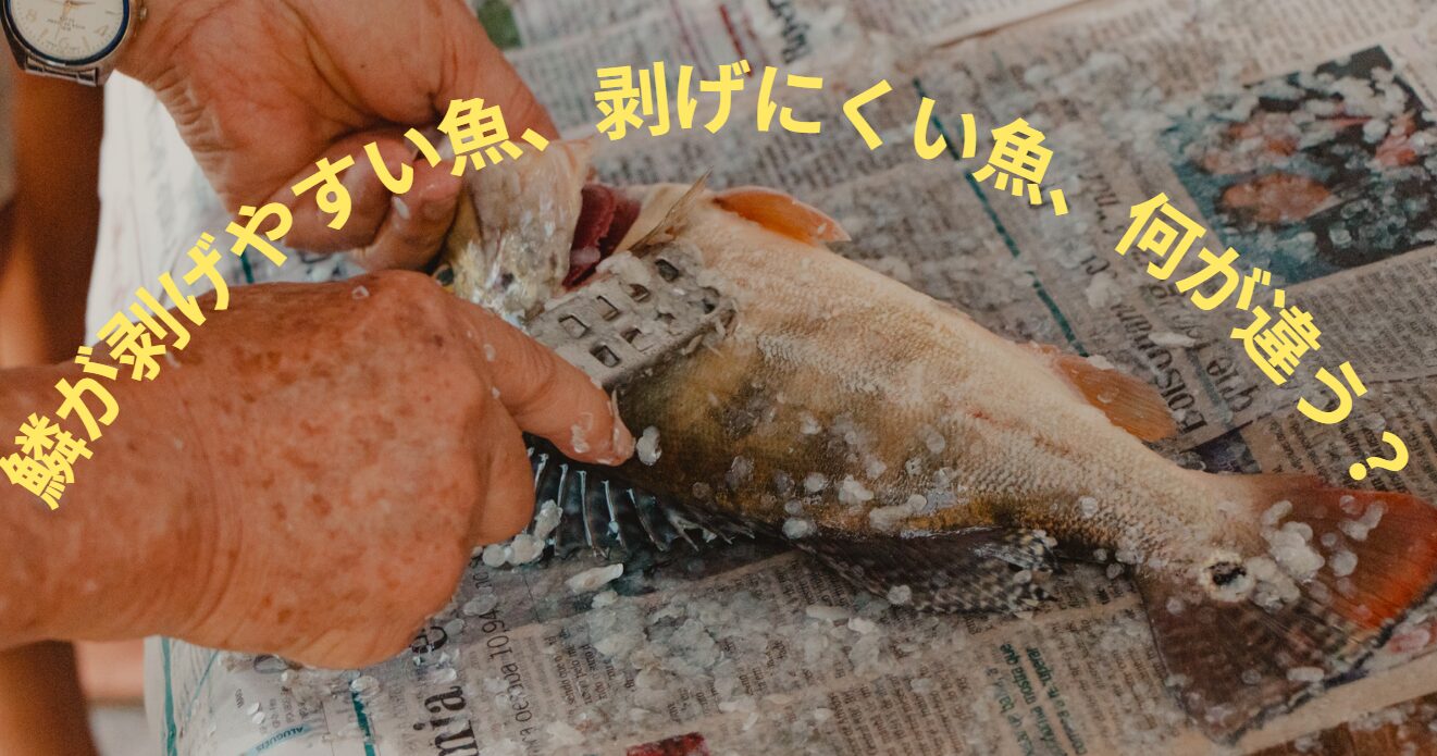 魚には、鱗が剥げやすいものと剥げにくいものがある。この違いは何？釣太郎