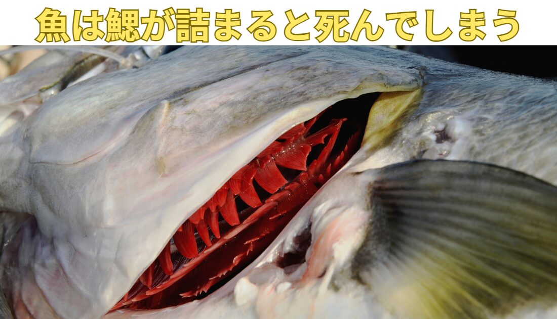 魚はエラがごみで詰まると、死んでしまう。釣太郎