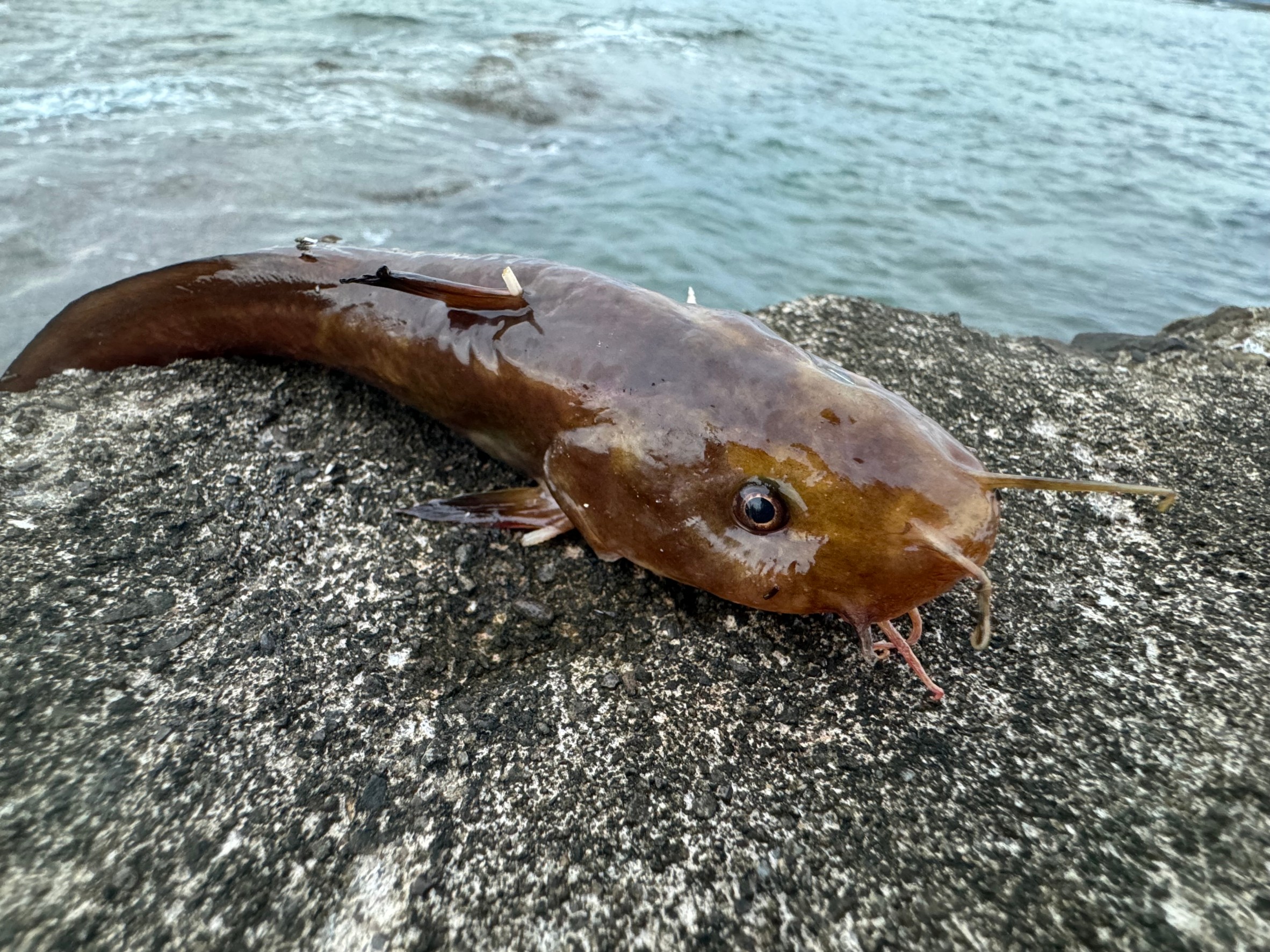 堤防で日干しにされたゴンズイ。かわいそうなので、逃がしてあげて欲しい。釣太郎