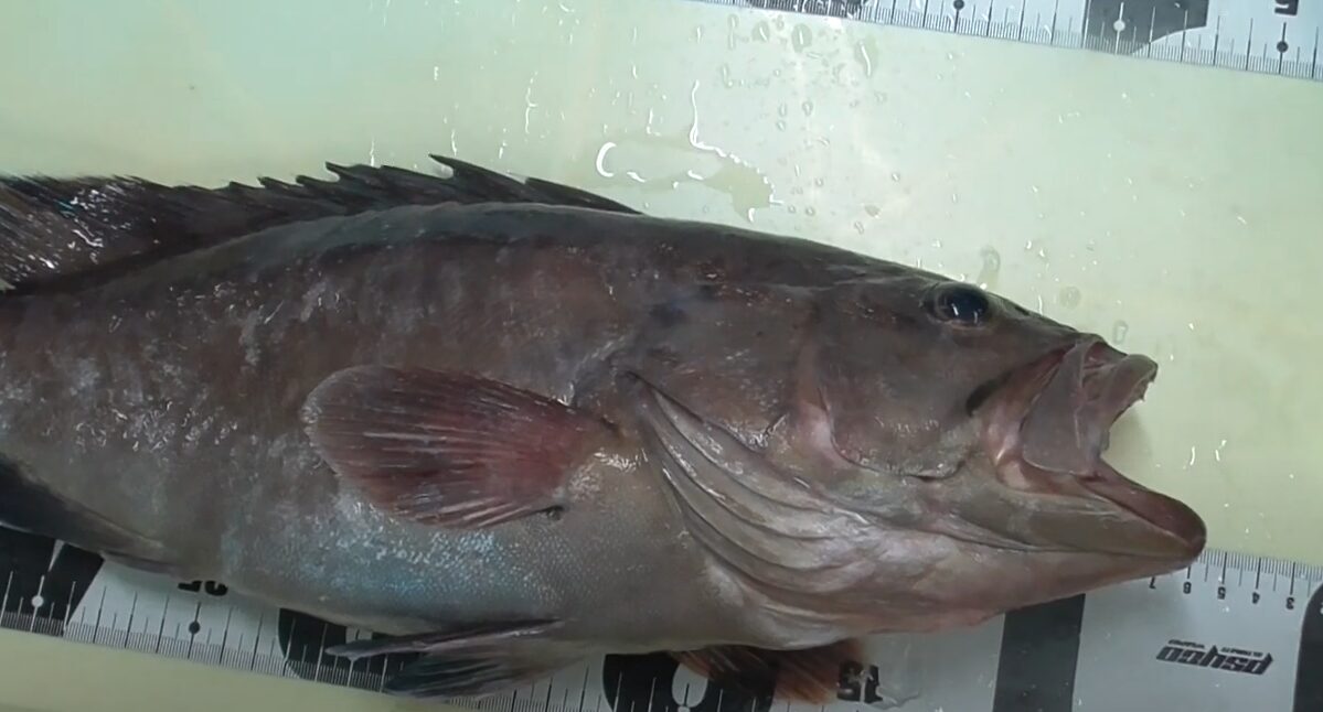 クエは40㌔になるまで15から20年かかります。釣太郎