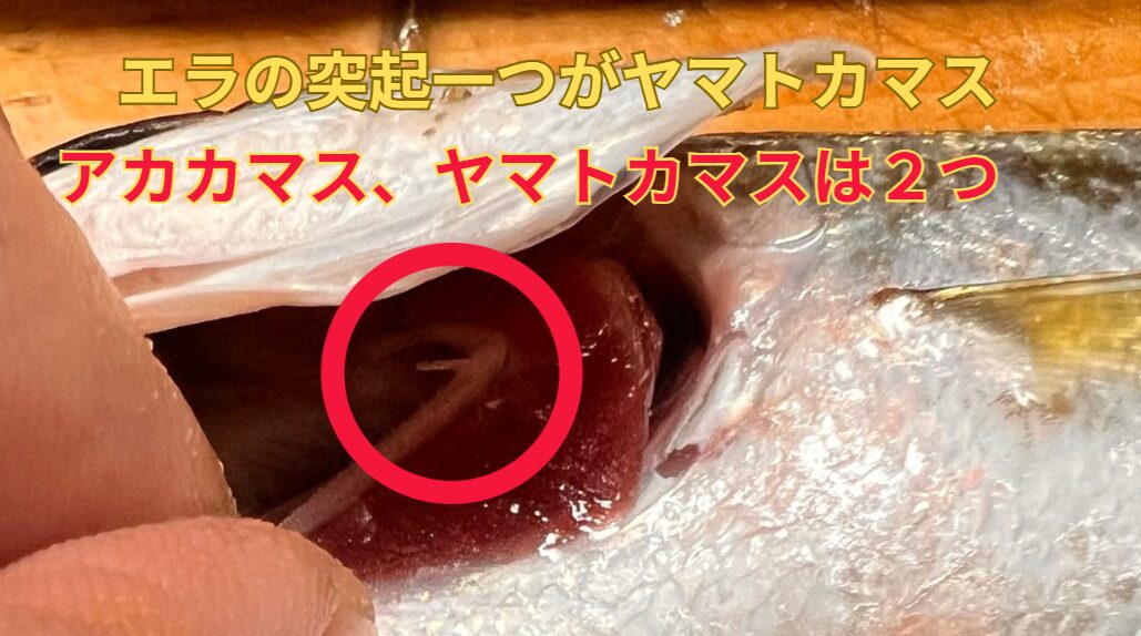エラの突起を鰓耙（さいは）といいますが、ヤマトカマスは一つ、アカカマス、タイワンカマスは２つあります。釣太郎魚種見分け方紹介。