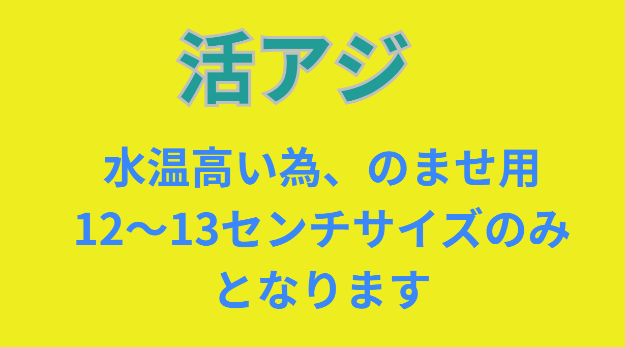 水温が高いため、活アジ入荷は、のませ釣り用のみ。釣太郎