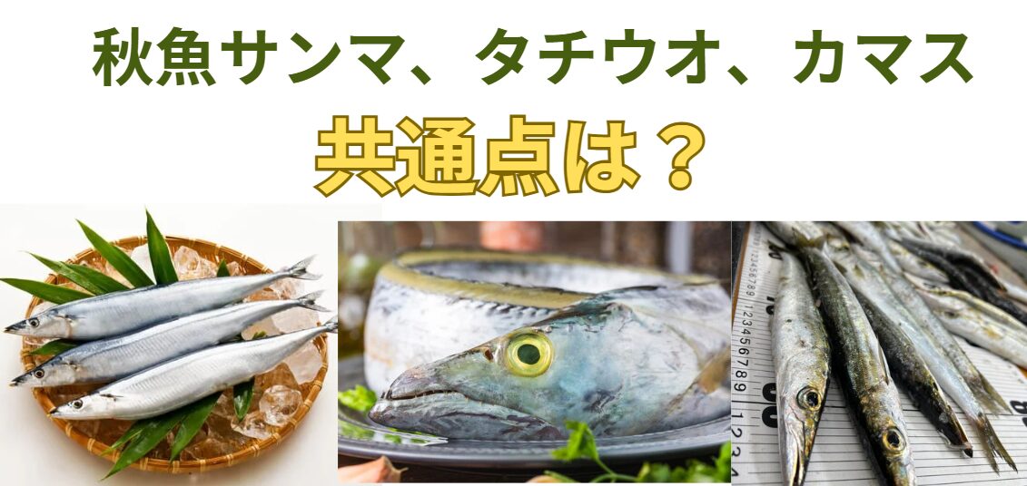 秋魚、カマス、タチウオ、サンマの共通点説明。釣太郎
