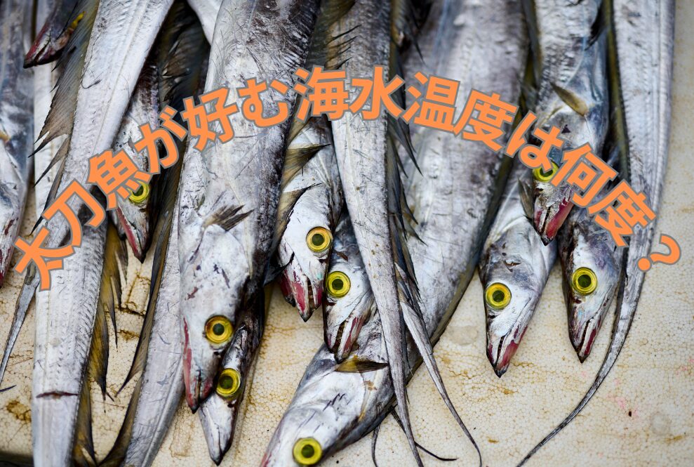 太刀魚は20度前後の海水温度を好む傾向がある。釣太郎