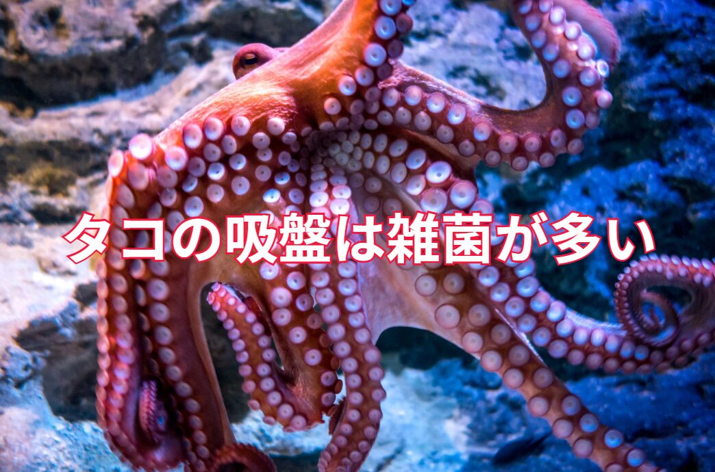 タコの吸盤は雑菌が多いため、調理時は塩もみして落とすのが鉄則。釣太郎
