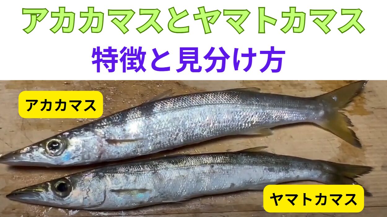 カマス釣り入門編。アカカマスとヤマトカマスの特徴と見分け方説明。釣太郎魚種判断説明。