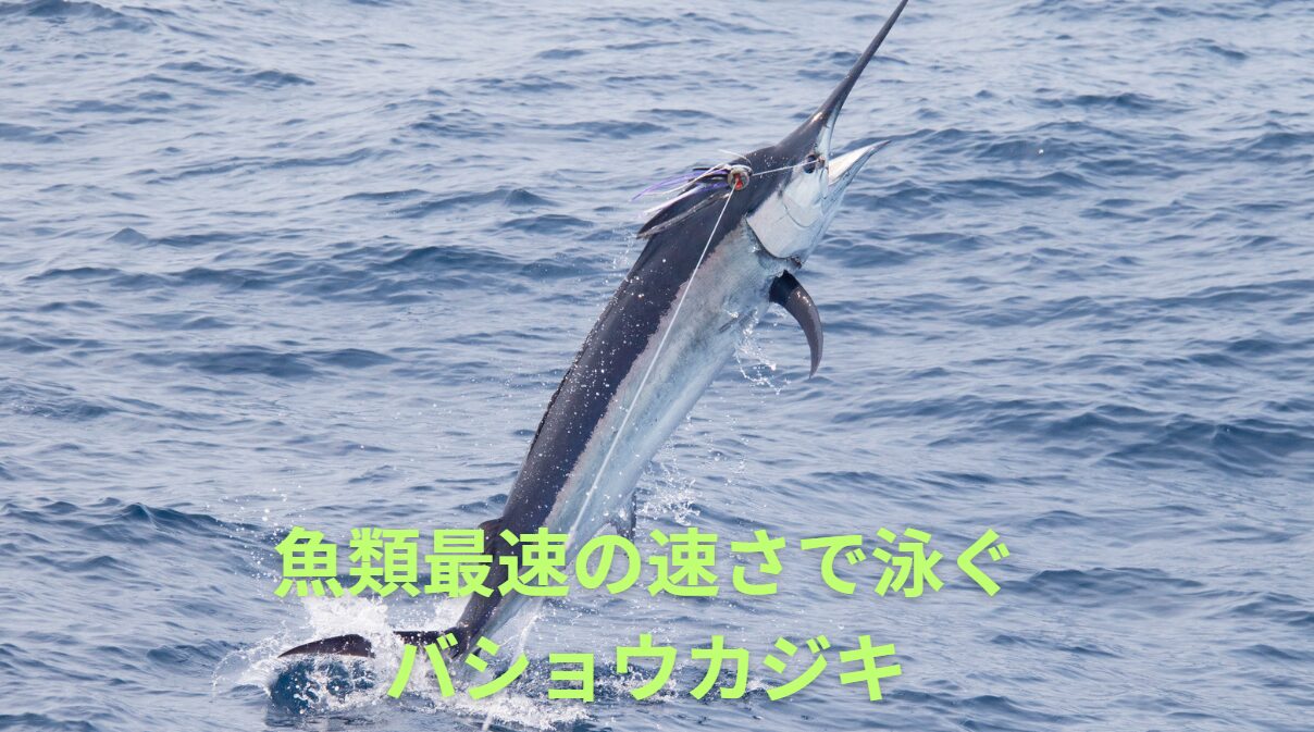 最速で泳ぐ魚は、バショウカジキ（Sailfish）。時速110㌔の猛スピード。釣太郎