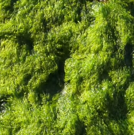 グレ釣りエサのアオサ売ってる？時々聞かれますが、これは磯に生えているので、自分で捕るしかありません。冬季限定。釣太郎