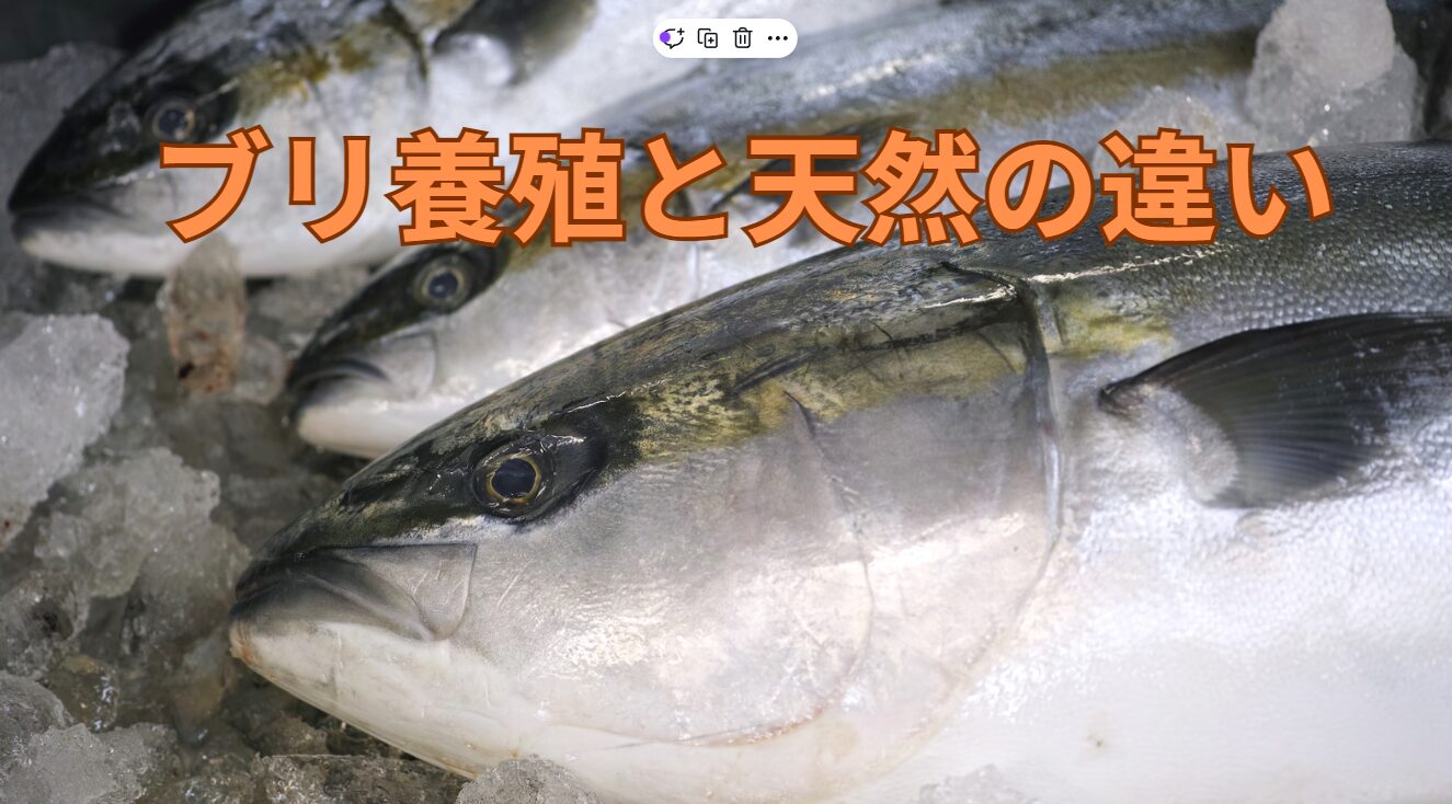 ブリ、天然と養殖の違い説明。同じ魚でも、食用としても持った苦異なります。釣太郎