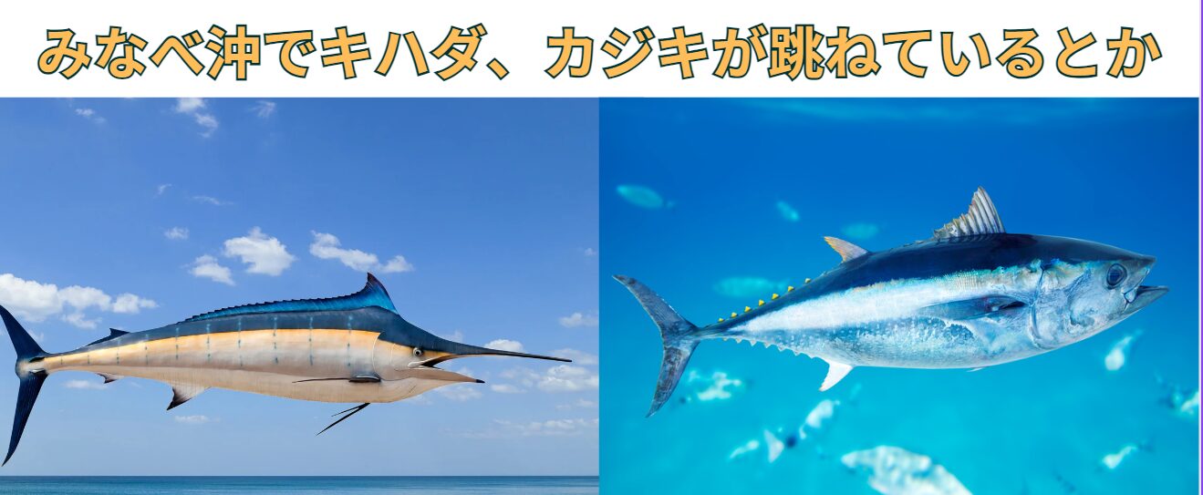 和歌山みなべ町沖でキハダ10㎏級跳ねてる。たまにバショウカジキも飛んでるみたい。釣太郎