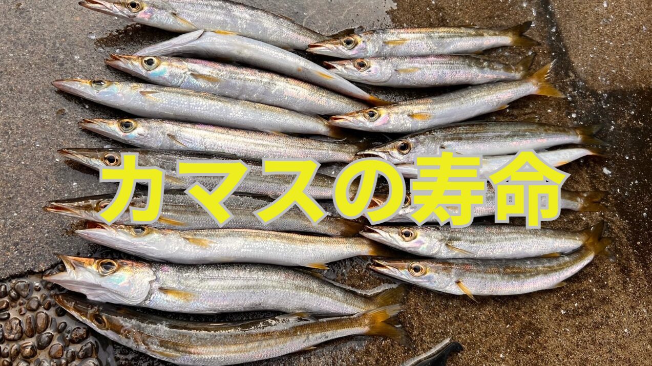 カマスの寿命は10～15年と言われています。産卵から死ぬ真野で経緯のご説明。釣太郎