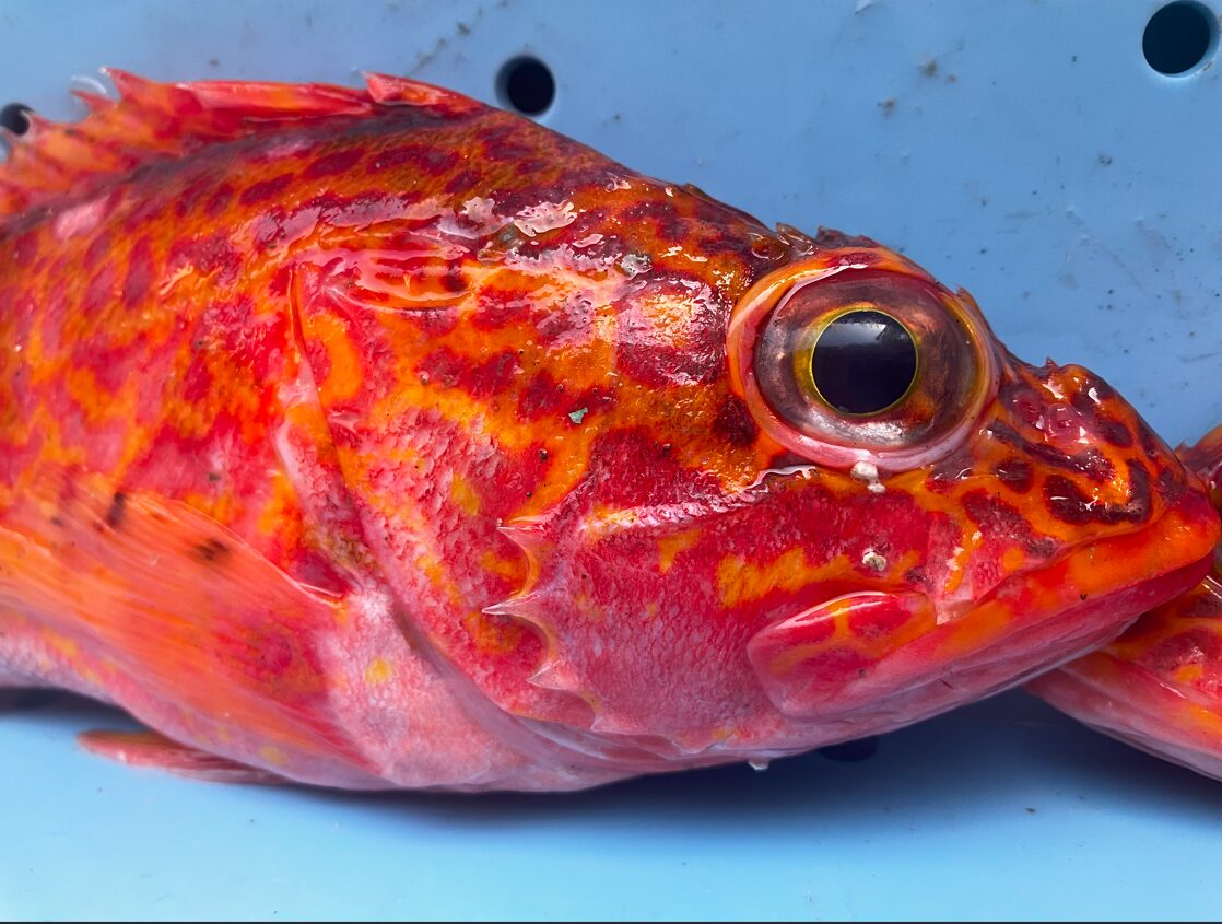魚の鮮度の良し悪しは、目に力があるか、鰓は真っ赤か、飛騨の色合いに艶があるか、腹を押すと弾力性があるか、でわかる。これはアヤメカサゴ。釣太郎