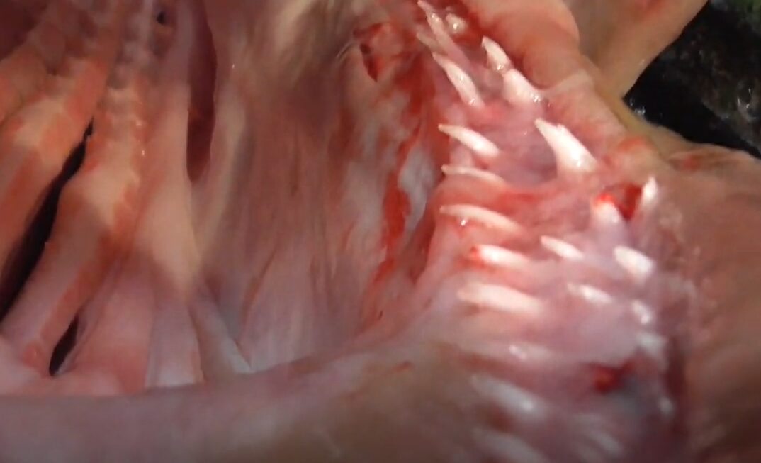 クエの口腔内構造と他の魚との違い説明。釣太郎