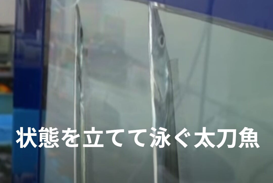 立ったような姿で泳ぐからタチウオと言う説もある太刀魚。釣太郎