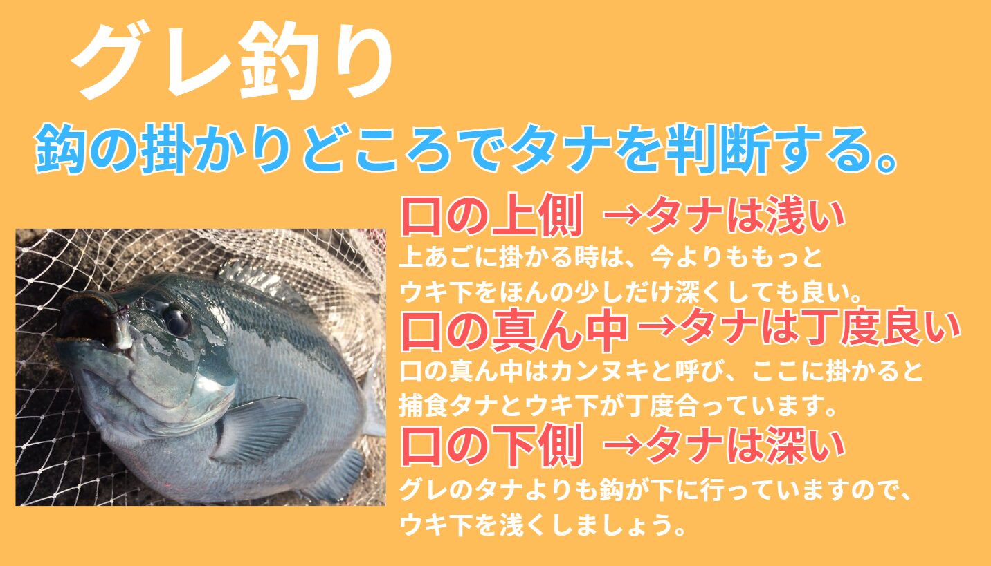 グレ（メジナ）釣りは、口のどの部分に針が掛かったで、棚が検証できます。釣太郎