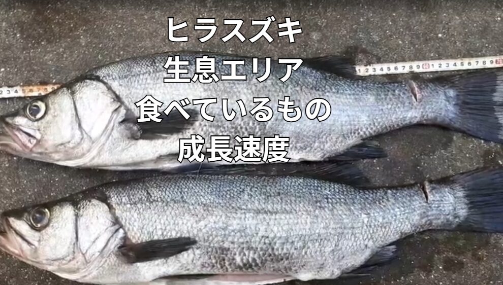 ヒラスズキの生息エリア、何を食べている、成長速度、その他特徴説明。釣太郎