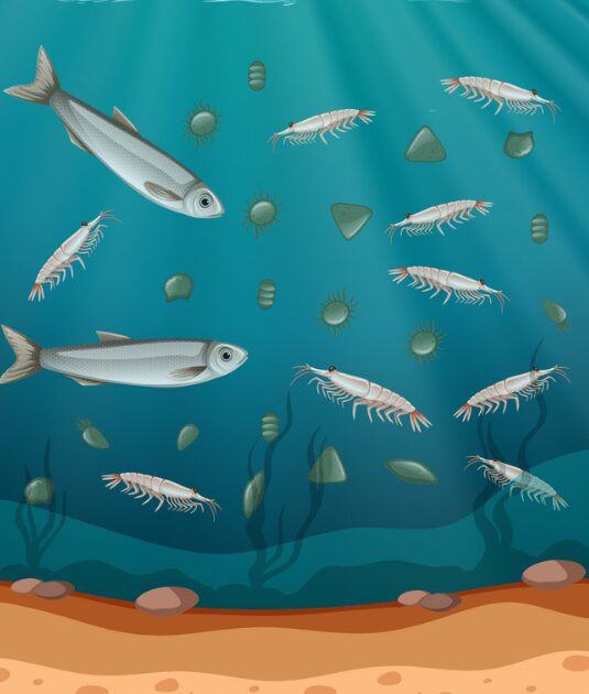 海のプランクトンについて教えて。どれくらい種類があるの?釣太郎