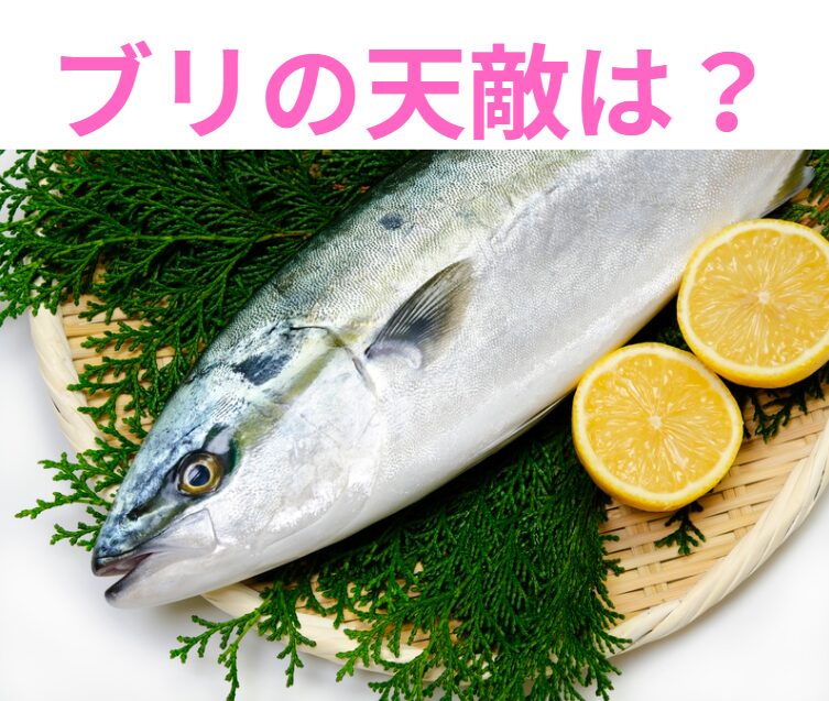 ブリ、青物魚の天敵は何？釣太郎