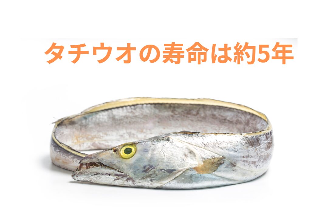 タチウオ（太刀魚）の寿命は約５年。成長速度のご紹介。釣太郎