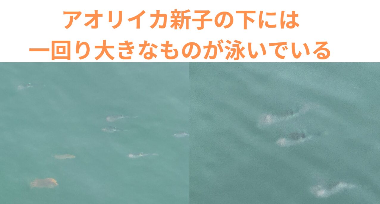 アオリイカ新子の下には、大きめのものが泳いでいる可能性だ。エギンガーは底を狙いましょう。釣太郎