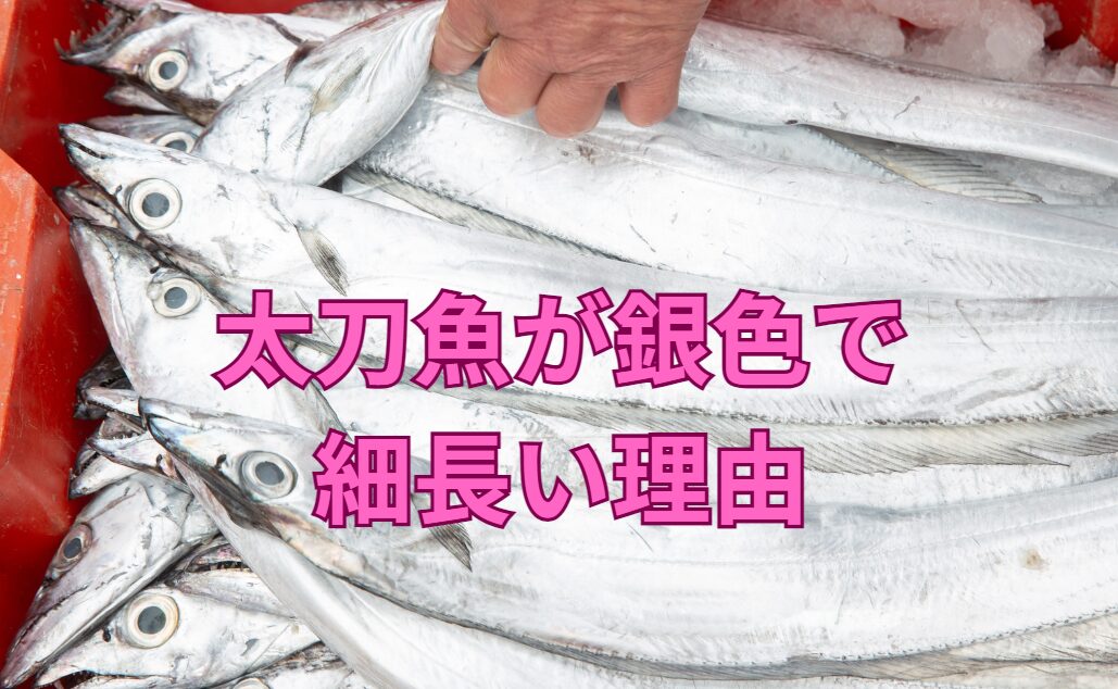 太刀魚が銀色の理由。細長い体形には戦略がある。釣太郎