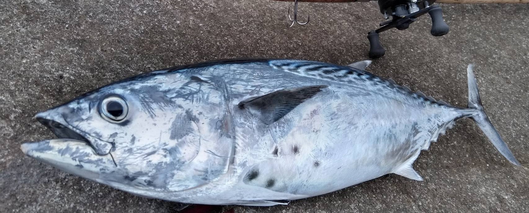 ヤイトガツオは、胸に黒い斑点があるので灸みたい、から名前が付きました。標準和名がスマと呼ばれる魚で、非常に美味で釣り人にも人気が高い。釣太郎