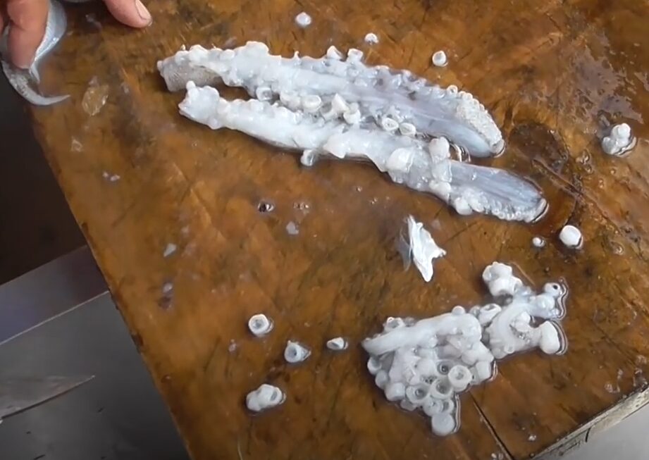 アオリイカの触腕が切れているものがあるが、これでも生きていける？再生する？釣太郎