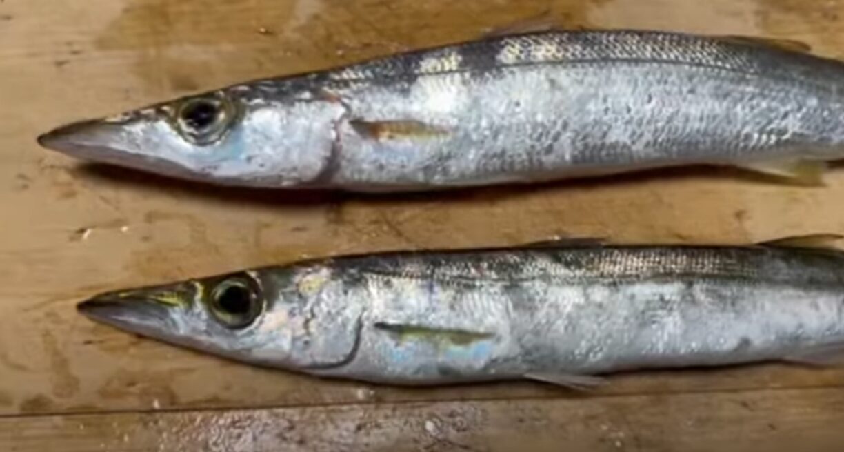 上がアカカマス（ホンカマス）、下がヤマトカマス別名ミズカマスで唐草模様がまだ残っています。釣太郎