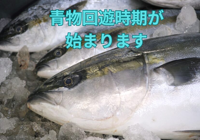 南紀地方は青物回遊シーズンの開幕です。釣太郎